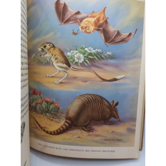 1934 Homes and Habits of Wild Animals Walter Weber Illustrations Children's Book - Picture 10 of 16